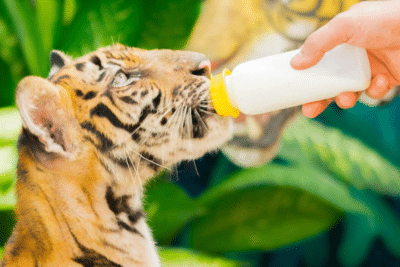 Feeding TIGER On Tour