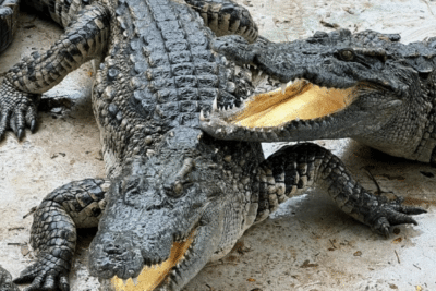 Feeding CROCODILES