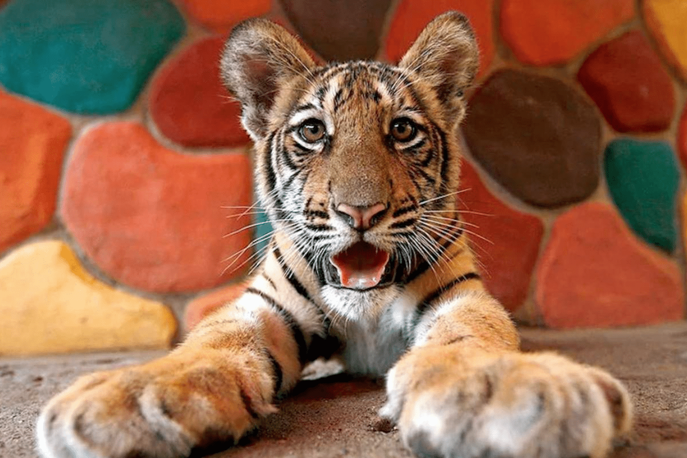 Topia tigre Topia tigre