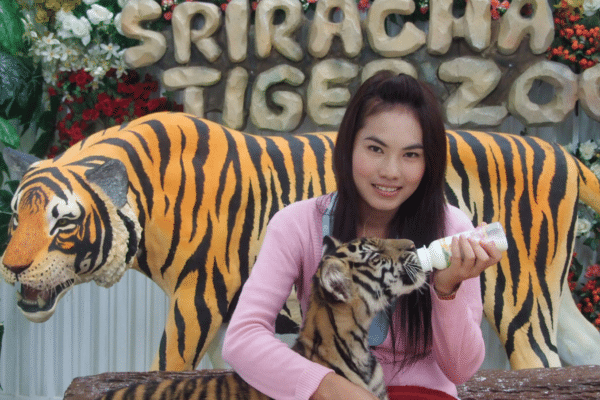 Tiger Topia Sriracha Zoo Ticket Price