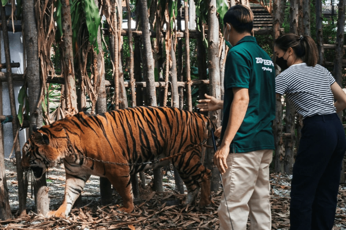 Biglietto per lo zoo Tiger Topia Sriracha Biglietto per lo zoo Tiger Topia Sriracha
