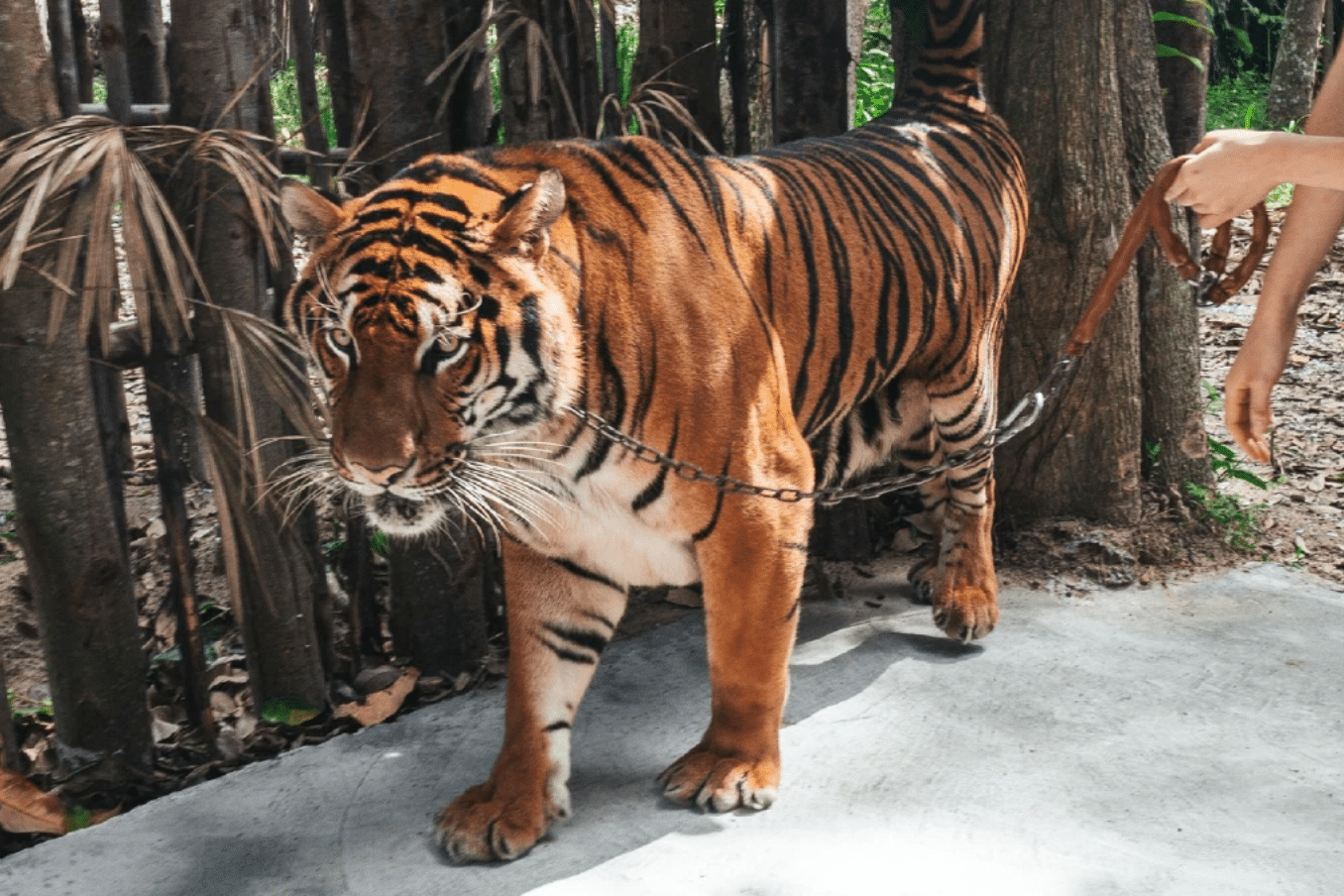 Biglietti per lo zoo Tiger Topia Sriracha Biglietti per lo zoo Tiger Topia Sriracha
