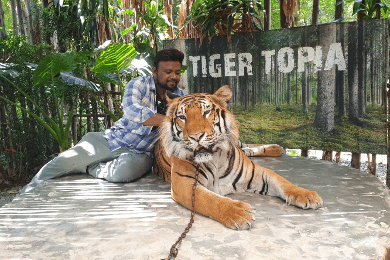 Tigre Topia Sriracha Zoo Tigre Topia Sriracha Zoo