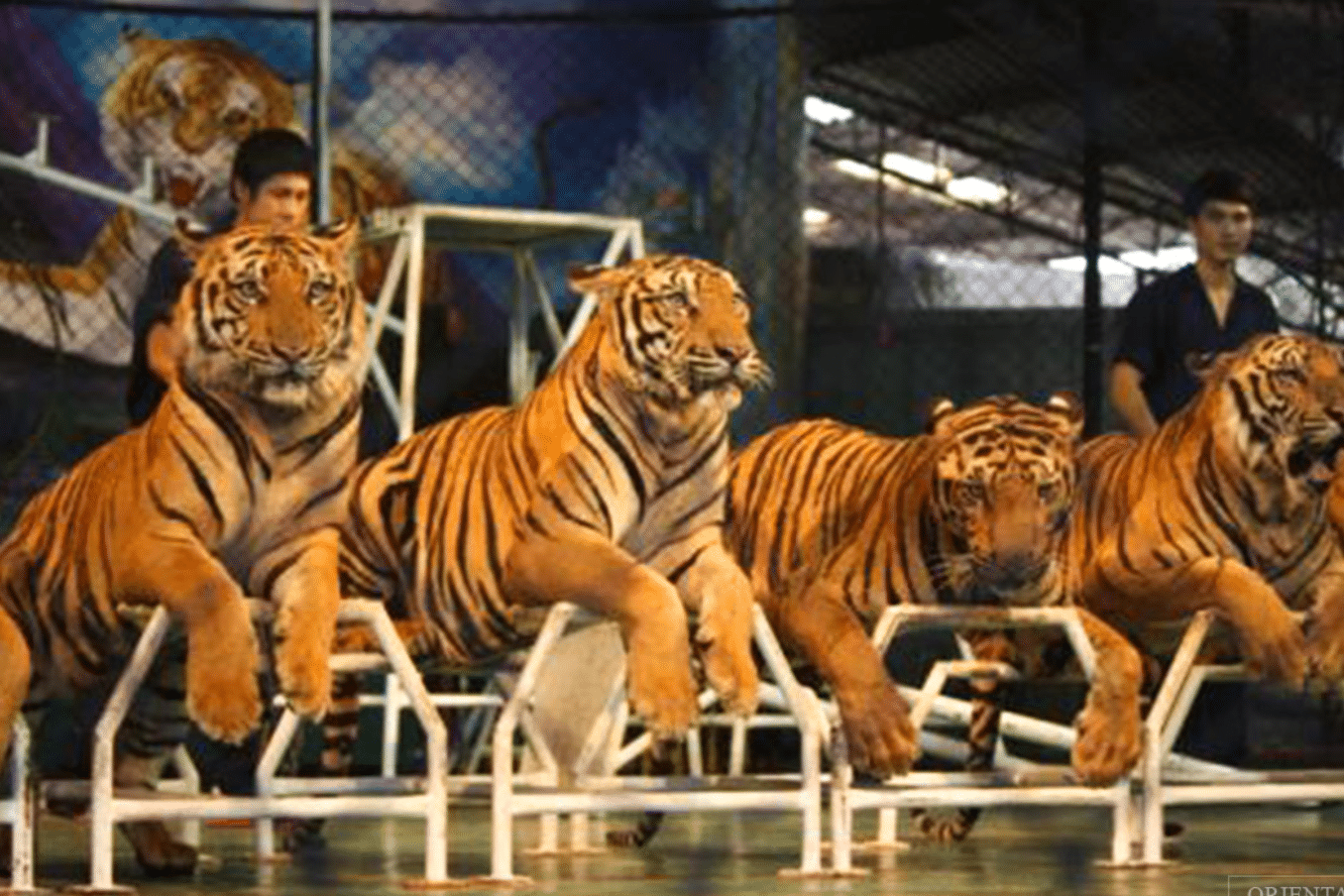 Prezzo del biglietto Tiger Topia Prezzo del biglietto Tiger Topia
