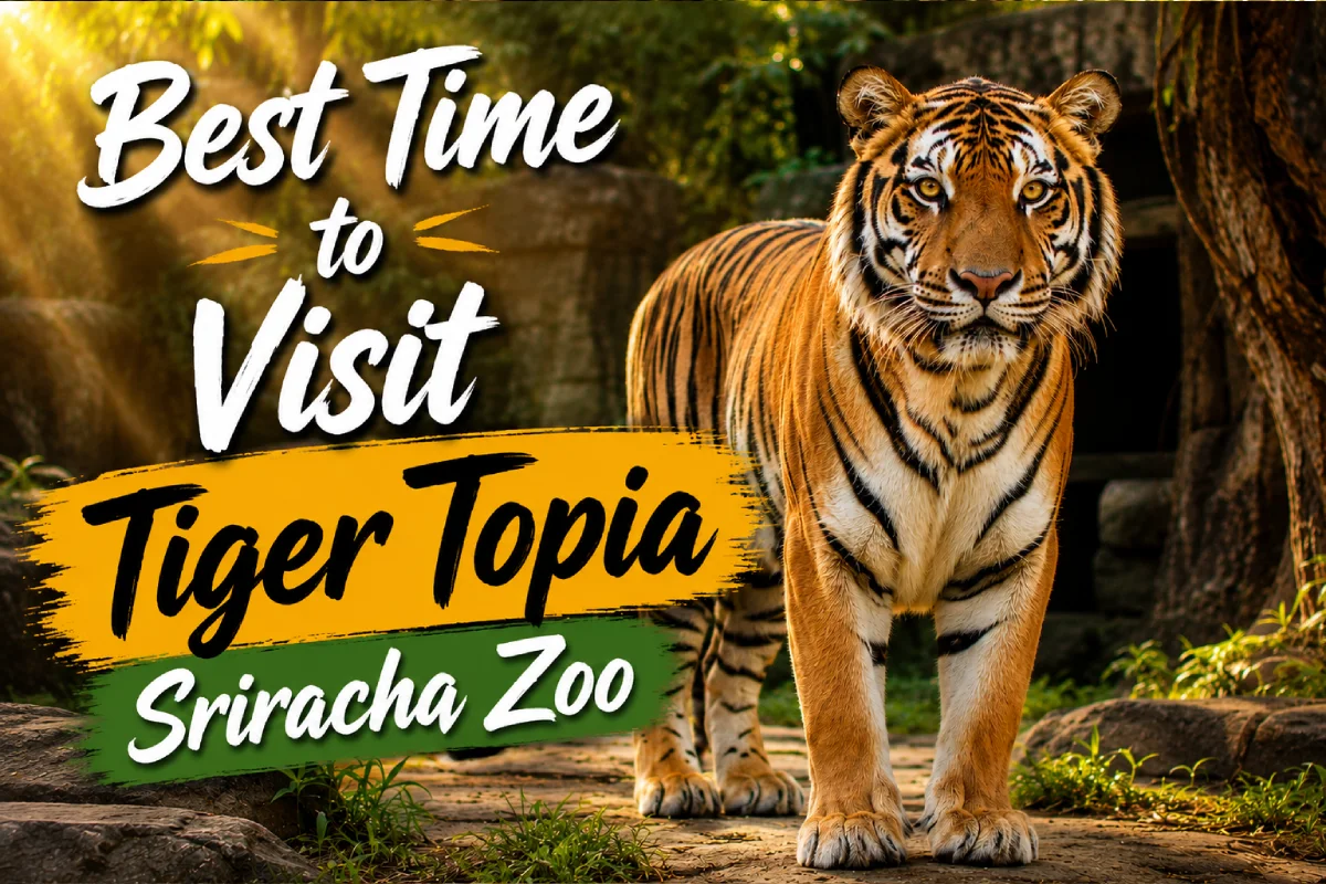 Lee más sobre el artículo Best Time to Visit Tiger Topia Sriracha Zoo