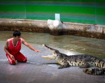 Crocodile Show