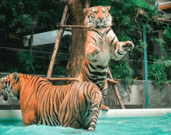 Sriracha Tiger Zoo