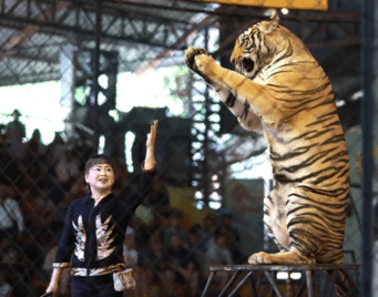 Tiger Show