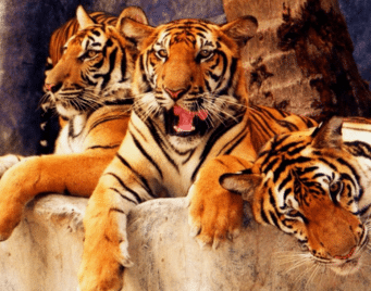 Entradas para el zoológico TigerTopia